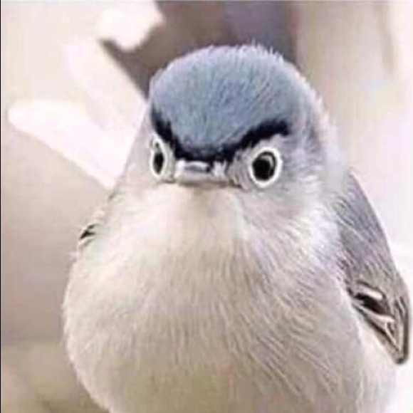 Meet your Posher, Lizzet - Picture 1 of 1